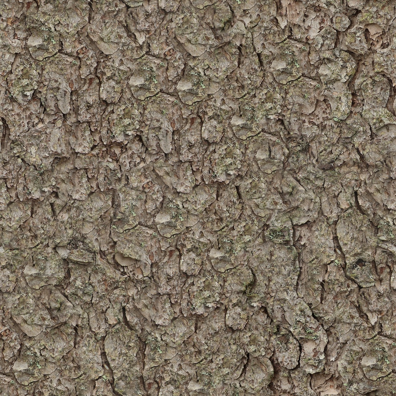 Image - texture seamless tileable pine