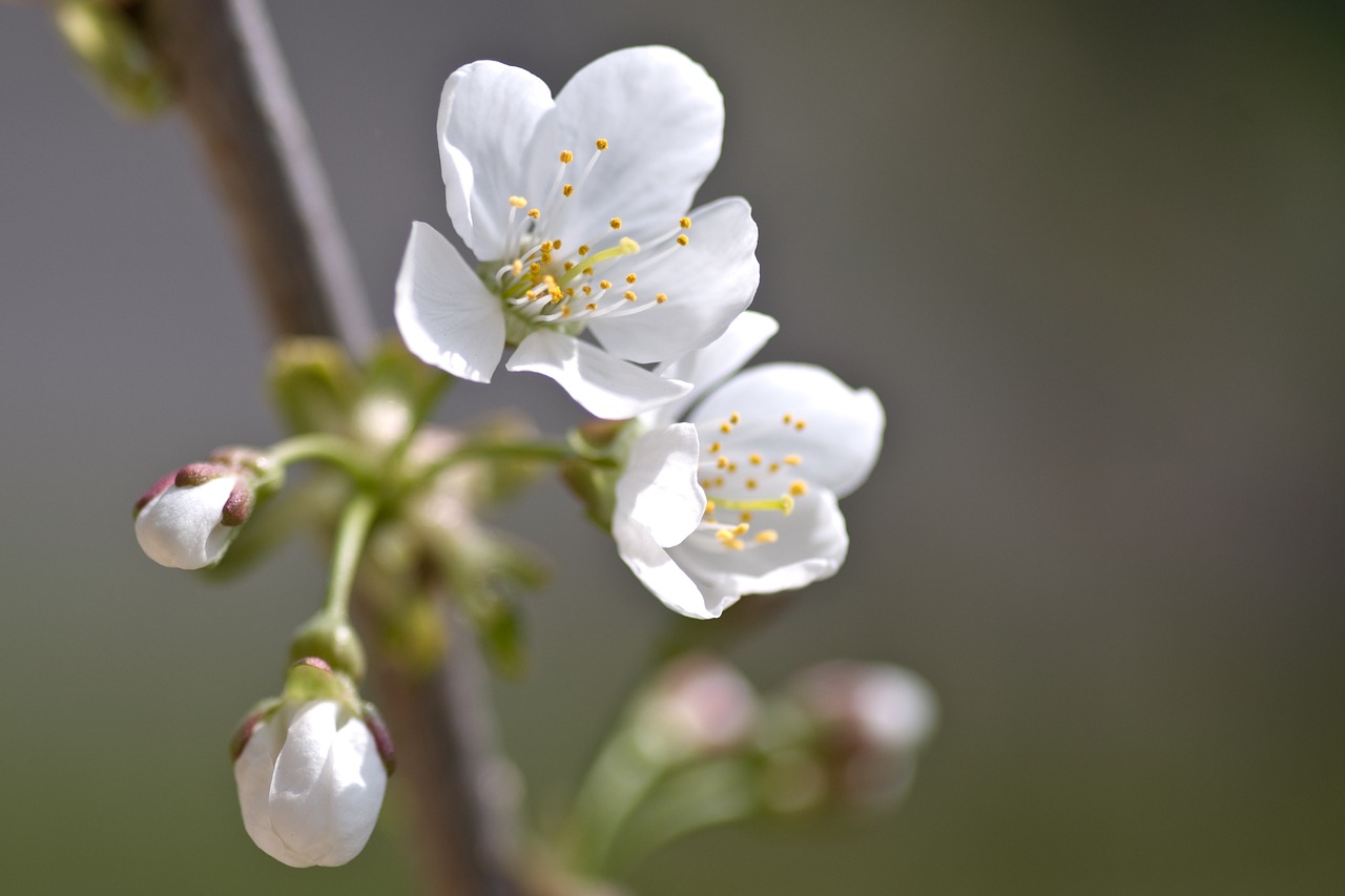 Image - cherry blossom cherry flower macro