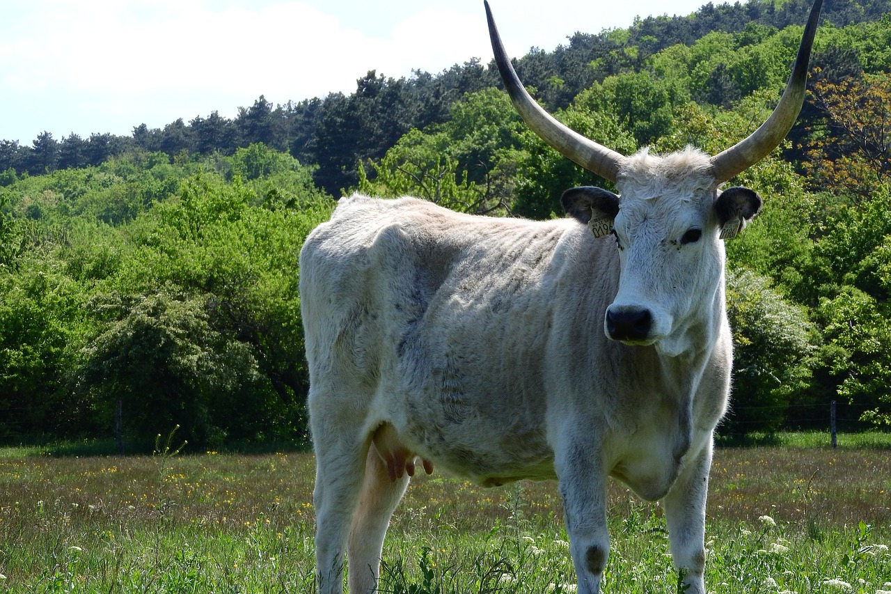 Image - scot corners long cow hungary