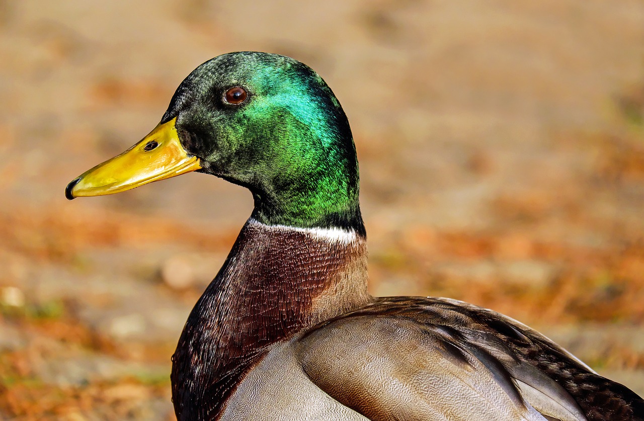 Image - mallard anas platyrhynchos drake