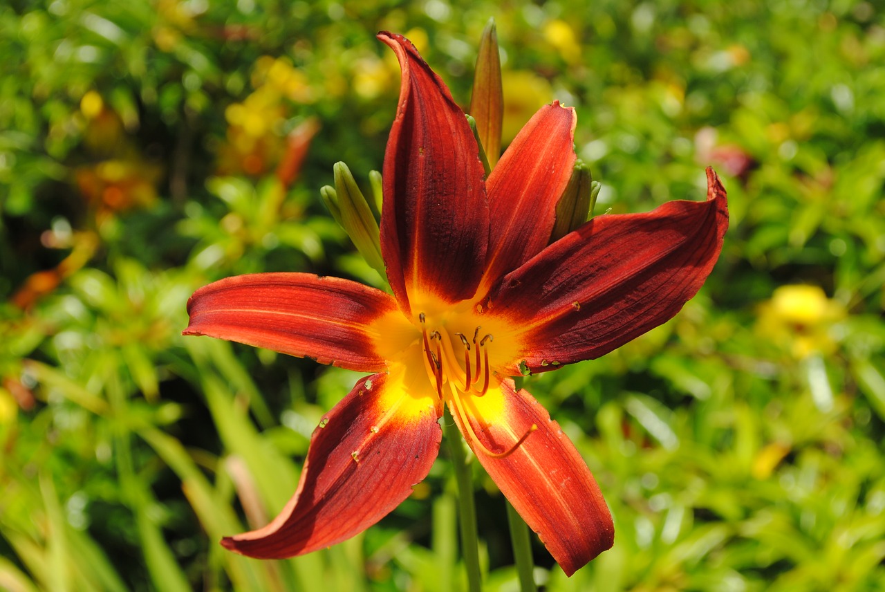 Image - day lily serrated flower forest