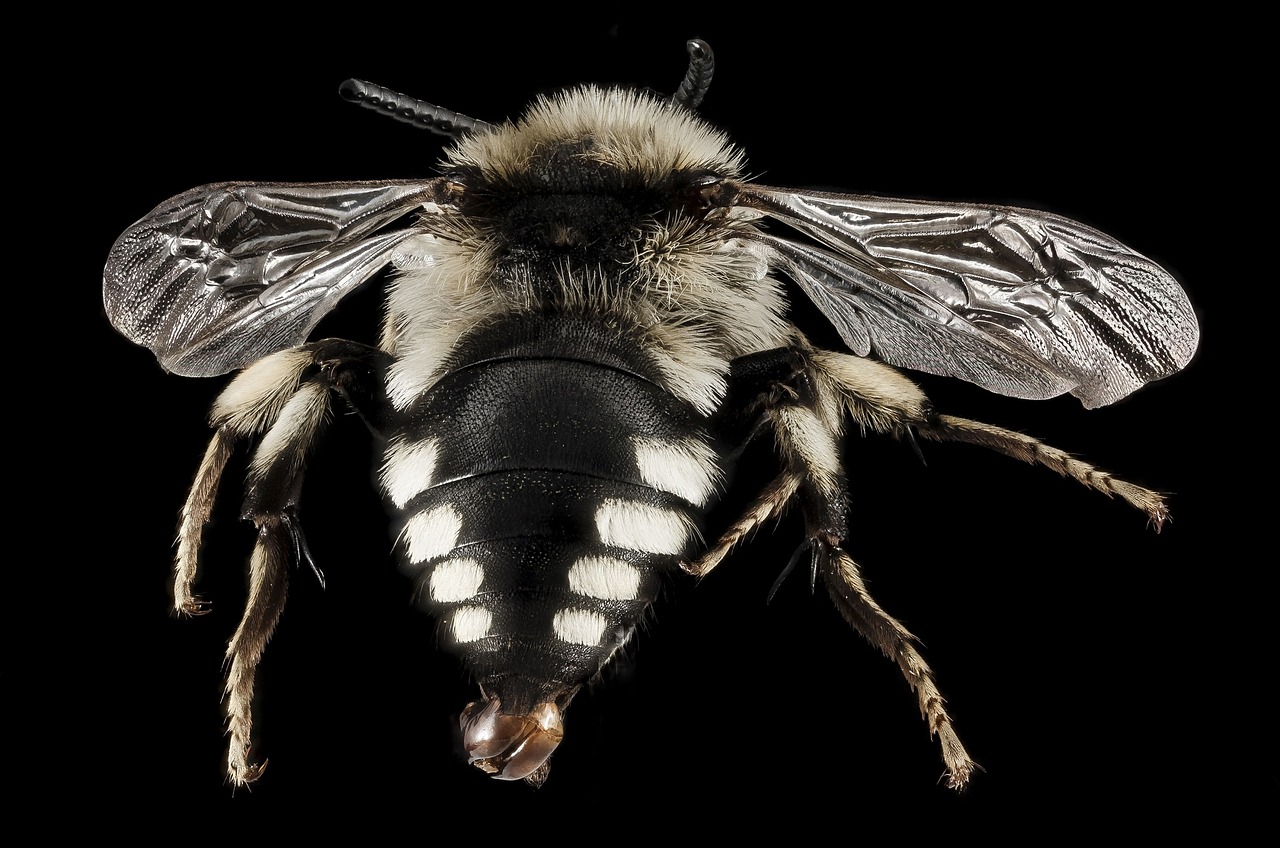 Image - bee insect macro mounted portrait