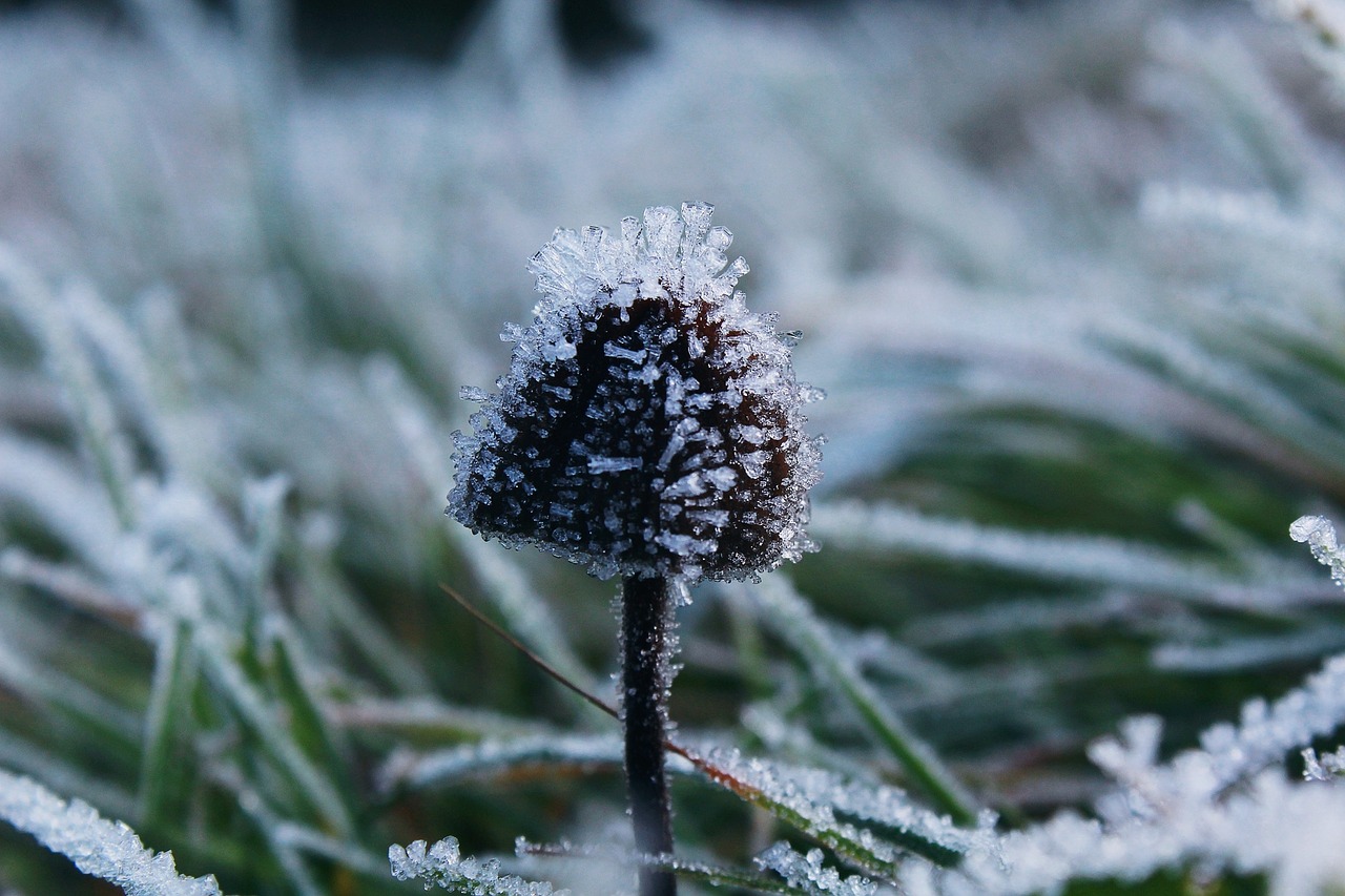 Image - frost nature cold frozen winter