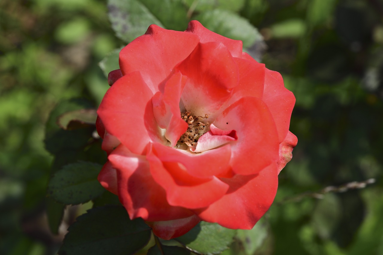 Image - rose flowers affix red petals