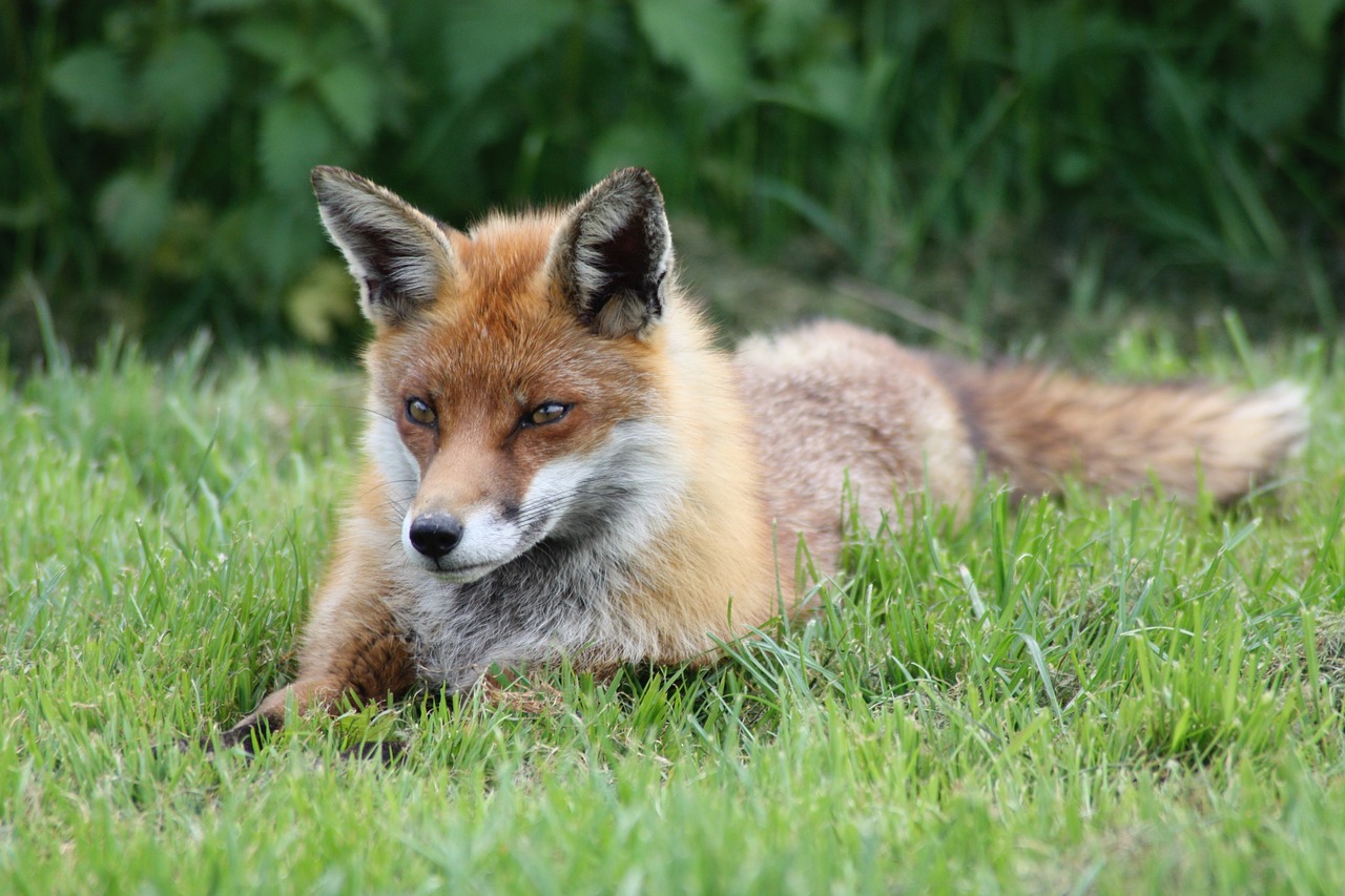 Image - fox cunning animal wild nature