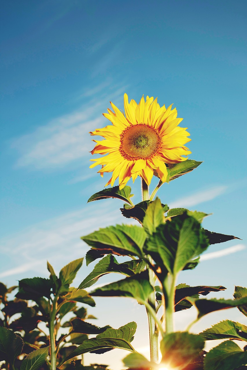 Image - sun flower sun summer yellow