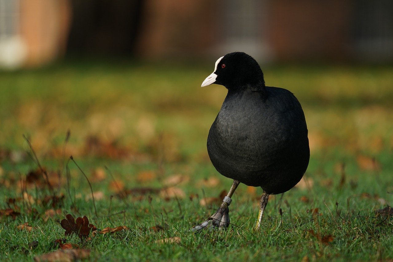 Image - moorhen bird wildlife park animal