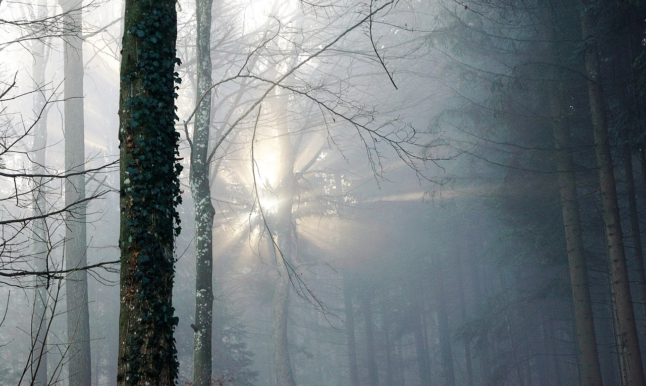 Image - forest fog sun nature trees