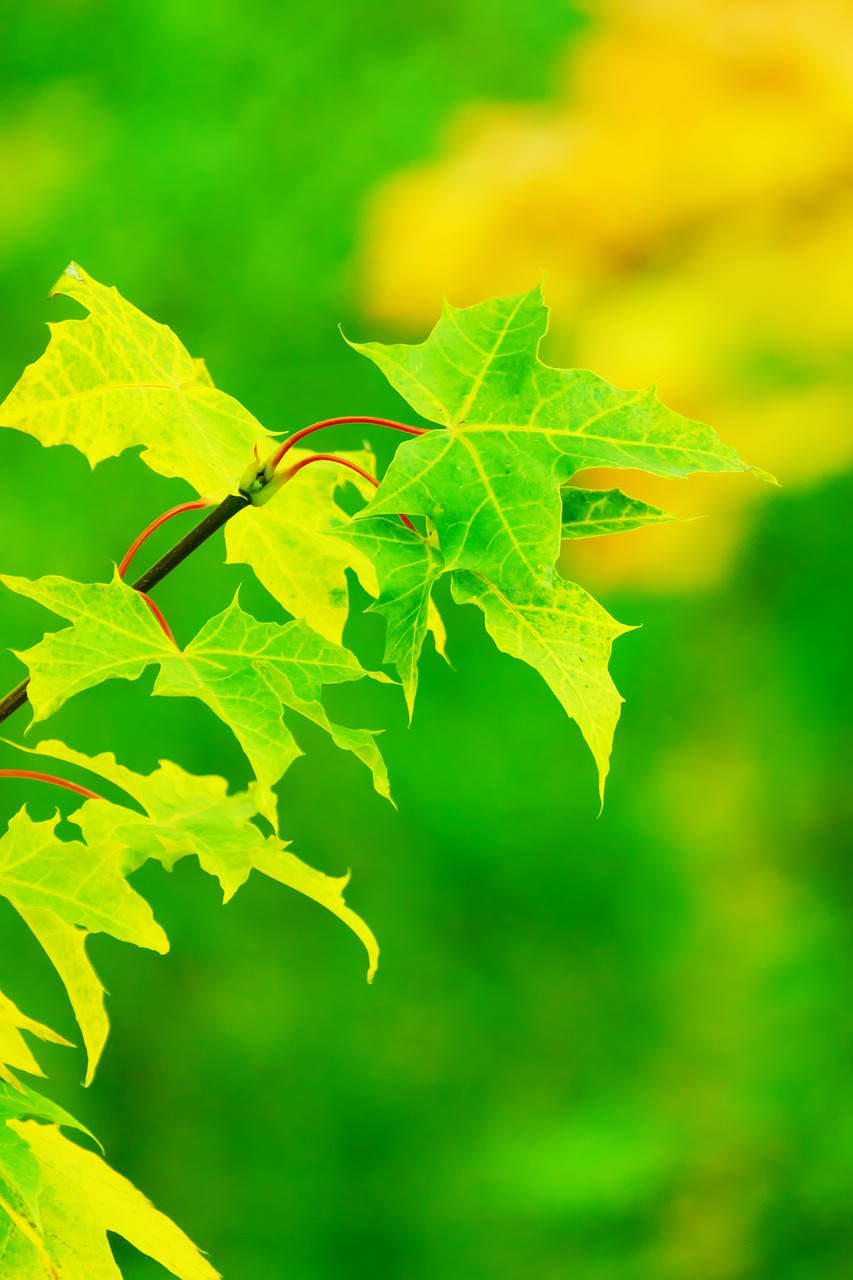 Image - autumn bright color colored