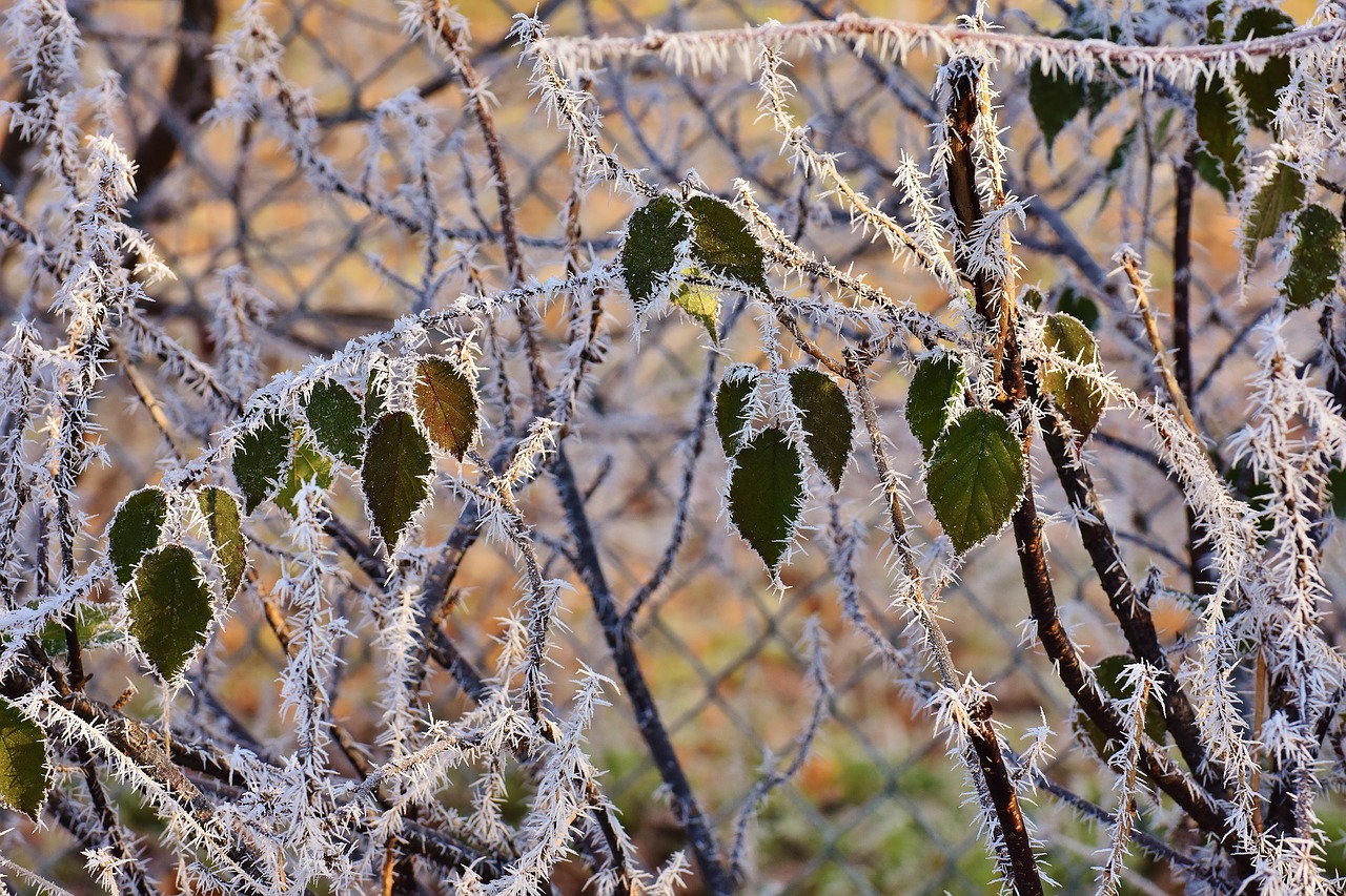 Image - leaves winter frost ice frozen