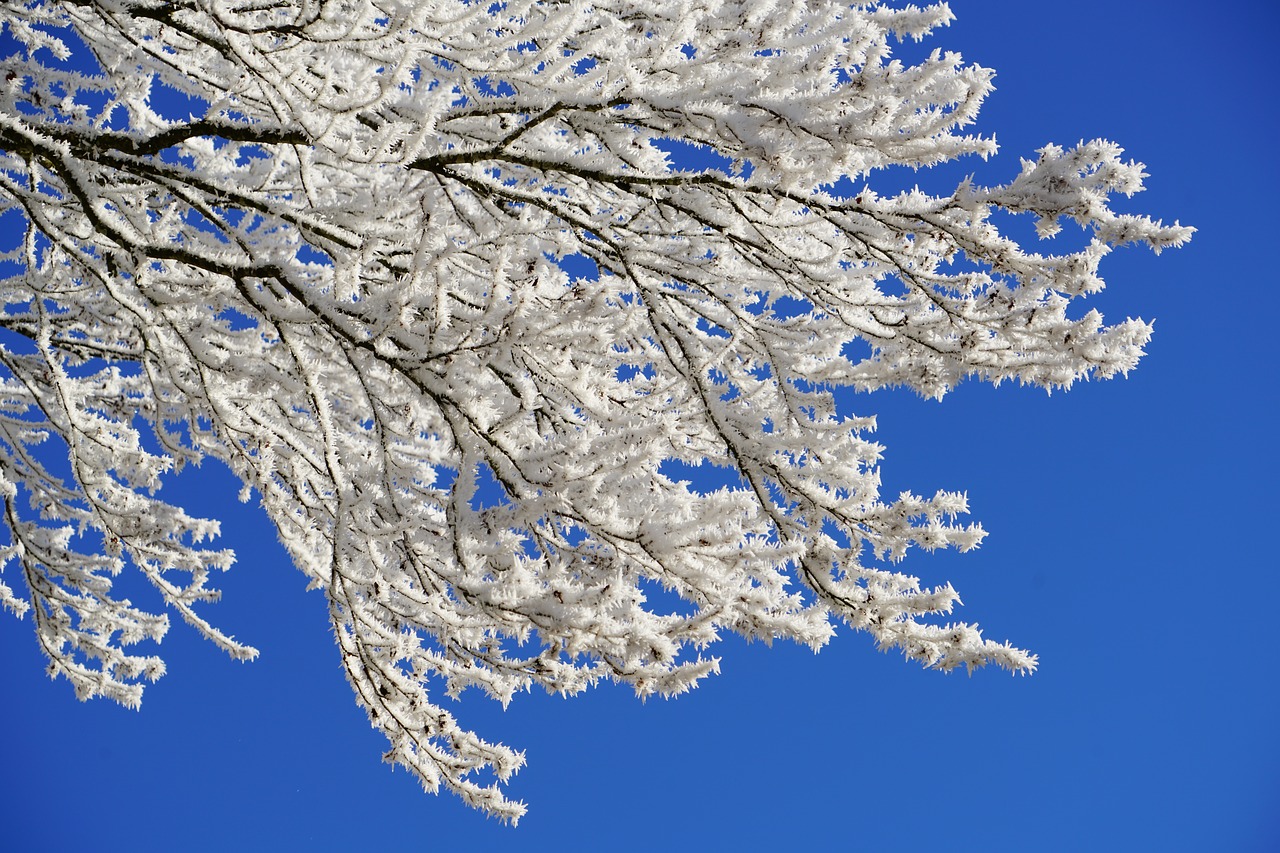 Image - aesthetic hoarfrost winter iced