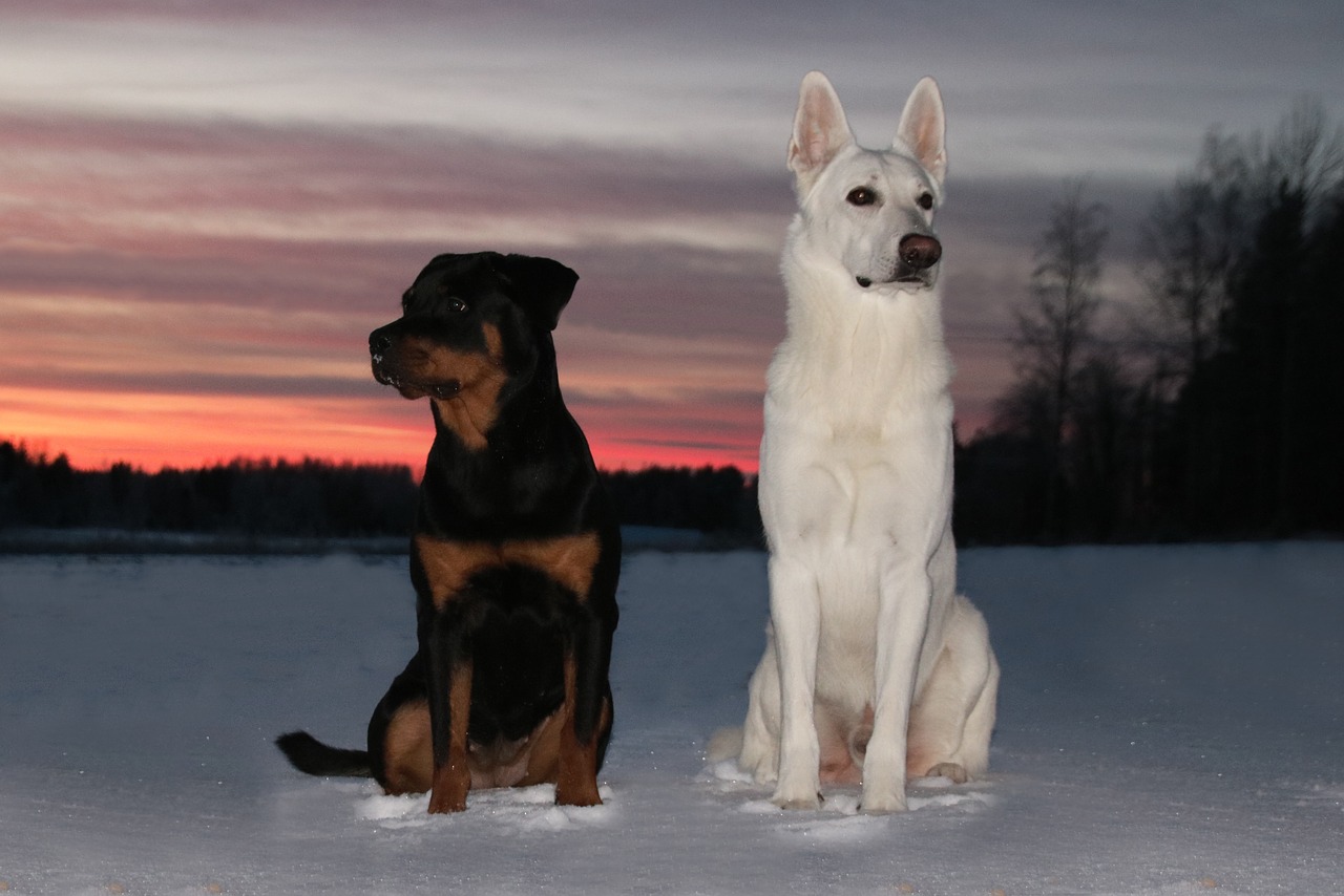 Image - white shepherd dog dog rottweiler