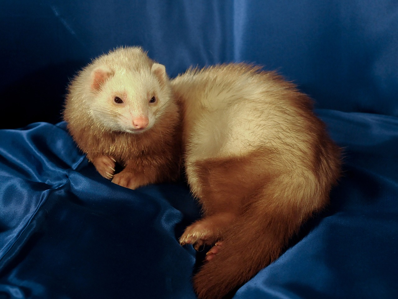 Image - ferret animal domestic