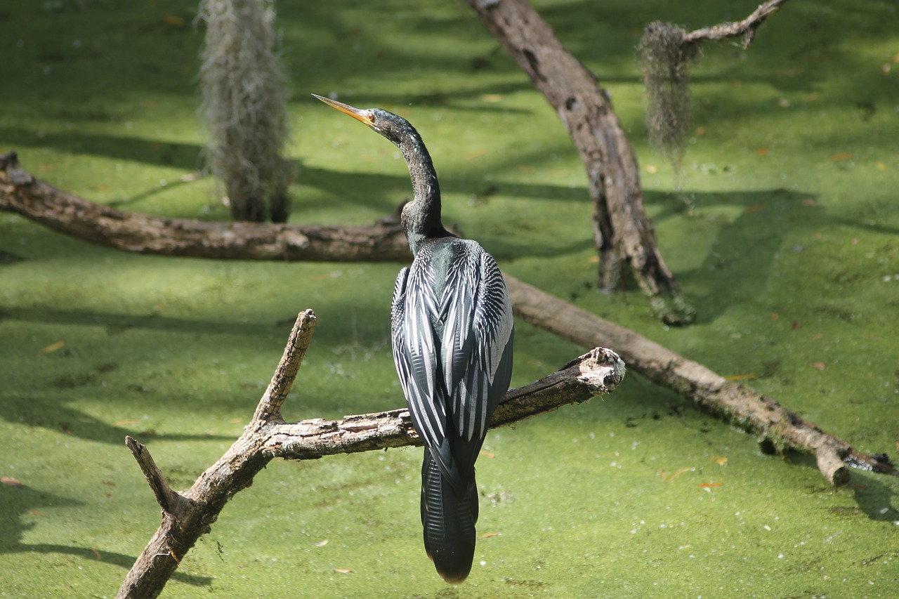 Image - anhinga circle b reserve swamp