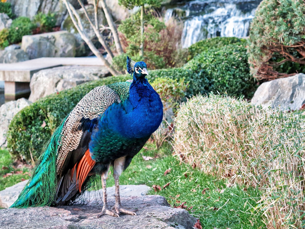 Image - bird peafowl peacock wildlife