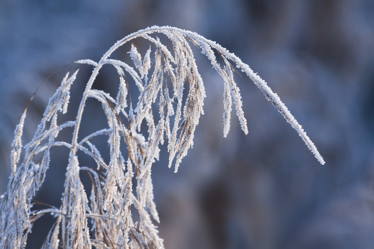 Image - hoarfrost frost winter nature