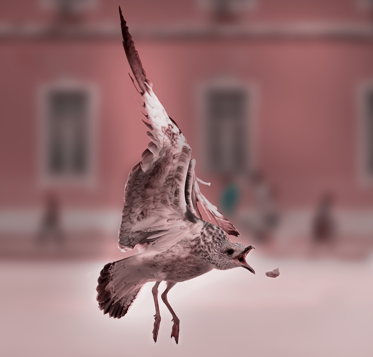 Image - lisbon most beach summer gulls