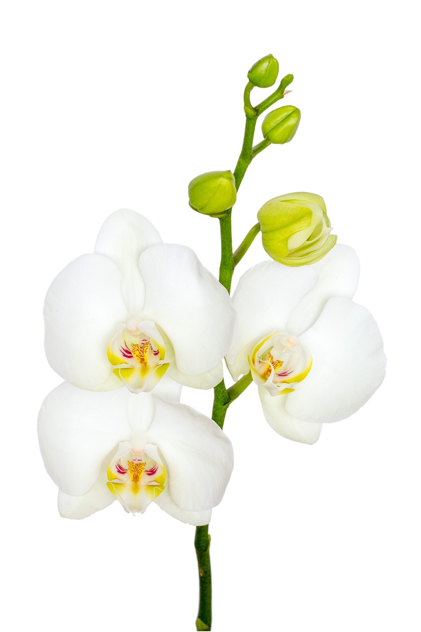 Image - flower orchid macro white