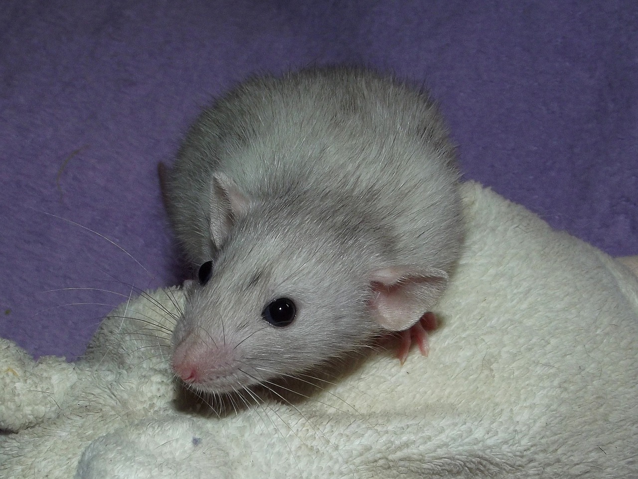Image - merle rat dumbo baby