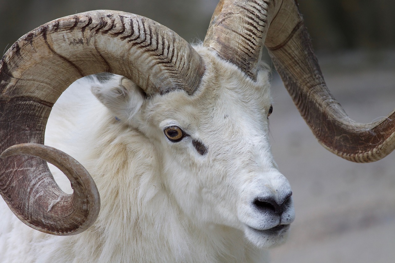 Image - ram sheep horns animal mammal