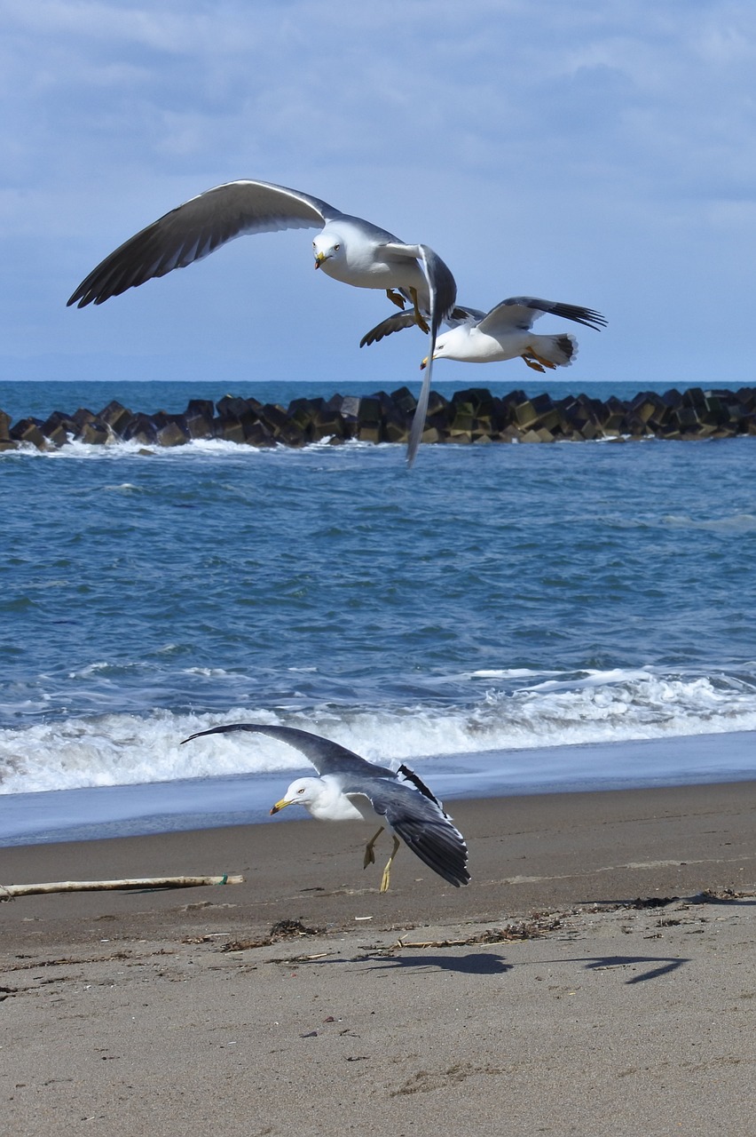 Image - animal sky cloud sea beach wave