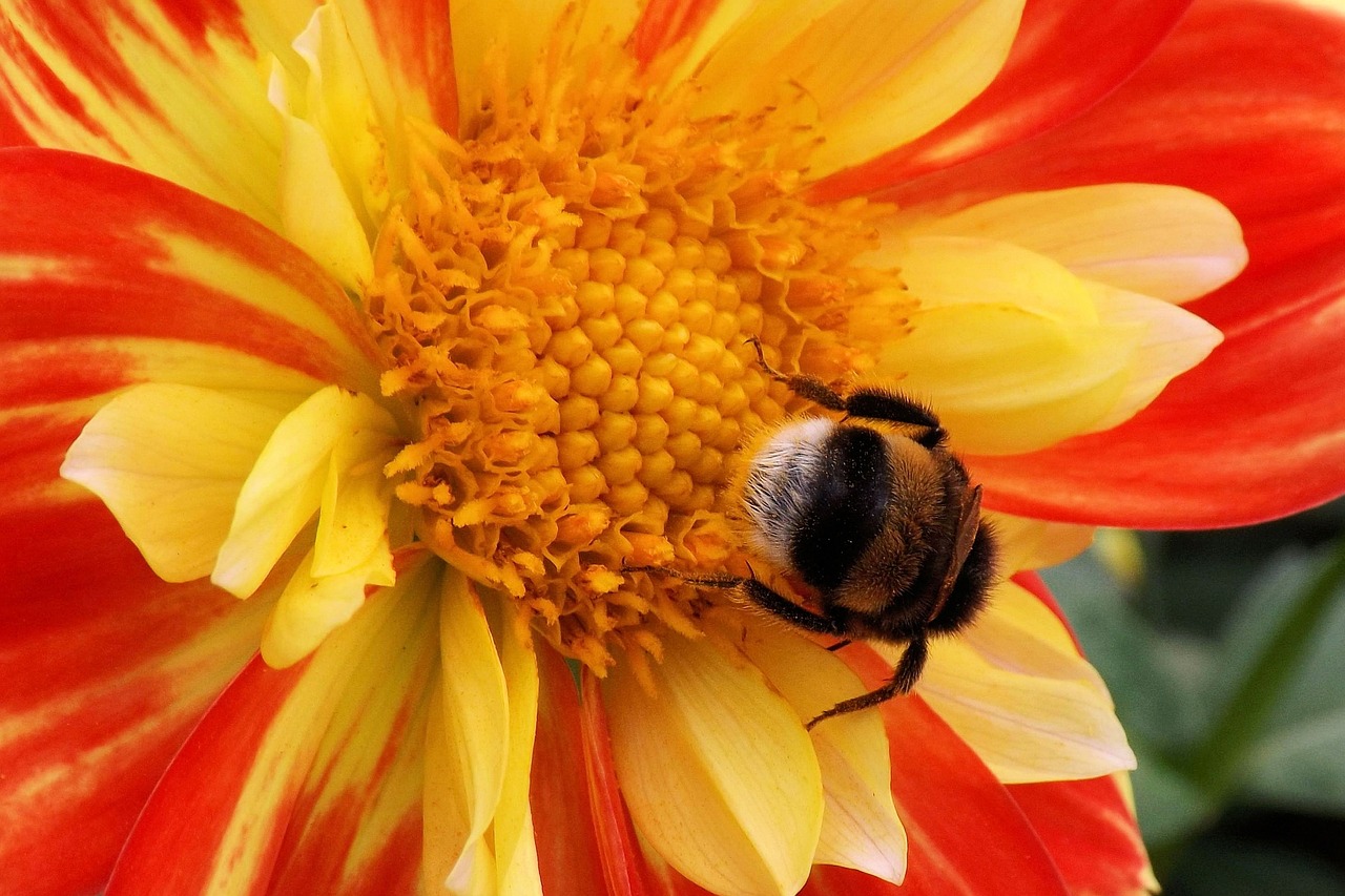 Image - flower blossom bloom dahlia hummel
