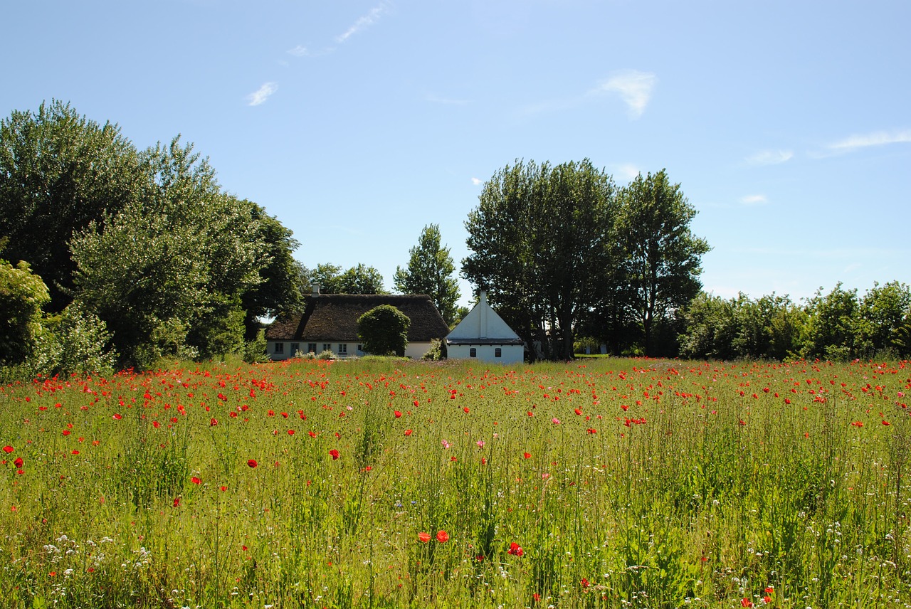 Image - denmark field of poppies poppy