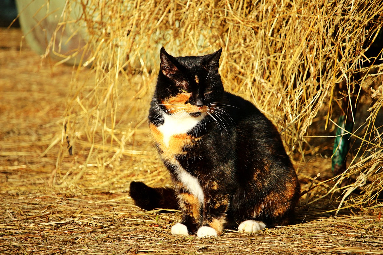 Image - cat lucky cat domestic cat