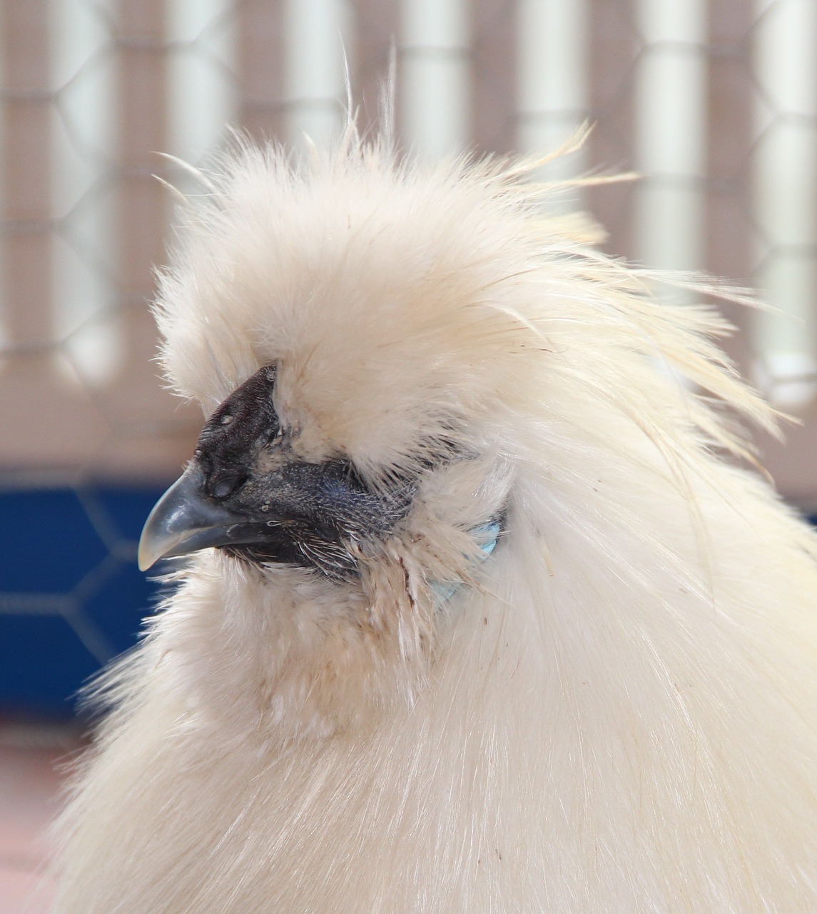 Image - chicken breed seidenhuhn white with