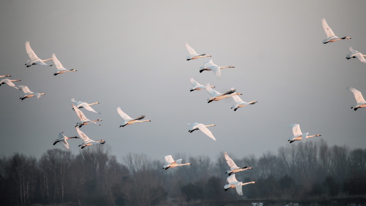Image - flight swans birds fog slurry