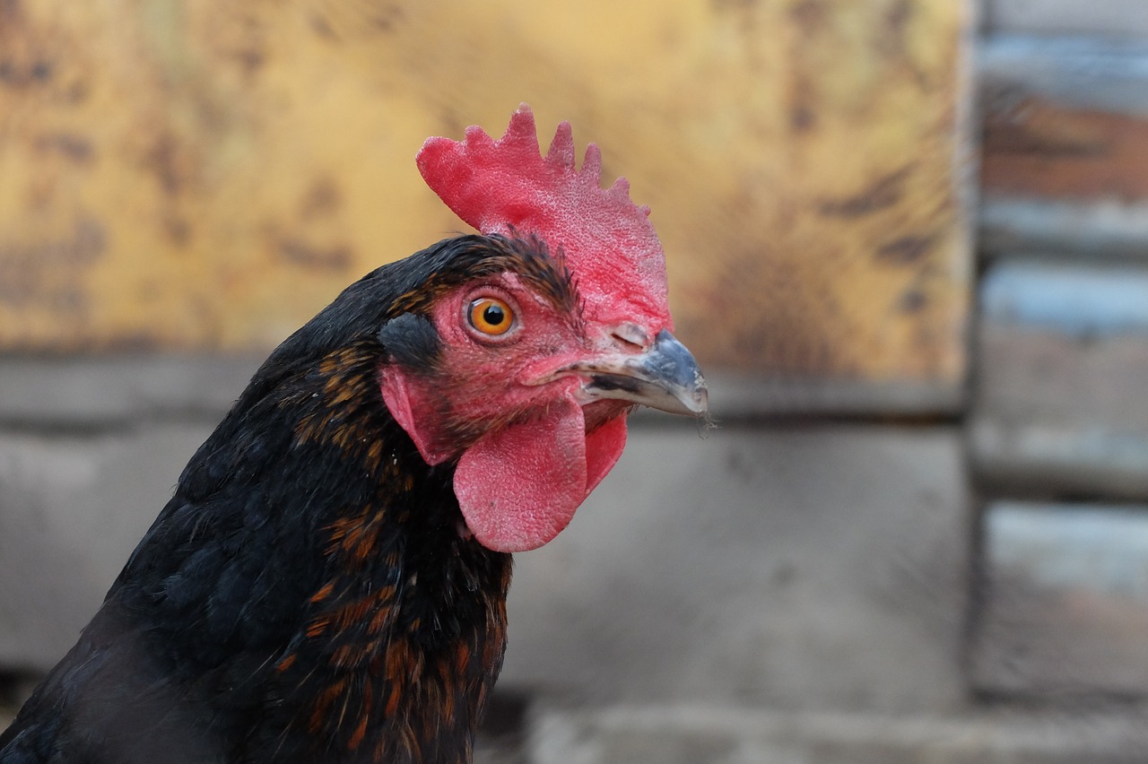 Image - cock village animals bird farm