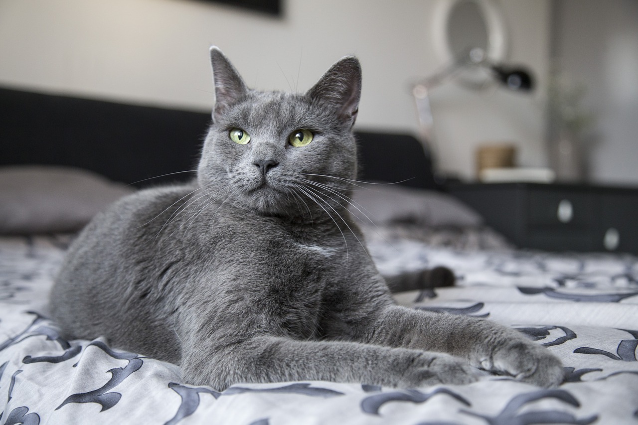 Image - cat kitty pet animal kitten cute