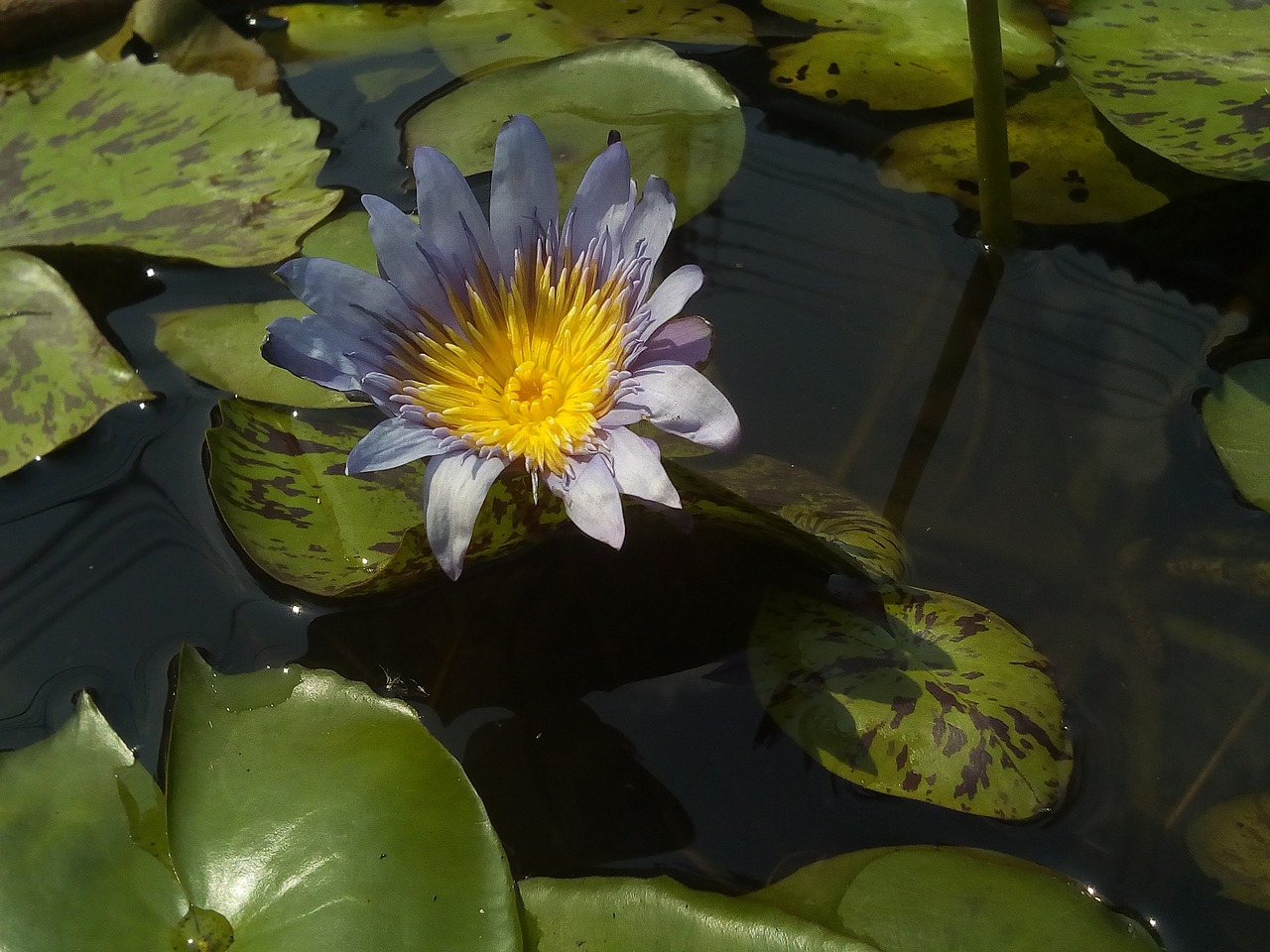 Image - lotus lotus leaf nature lotus basin