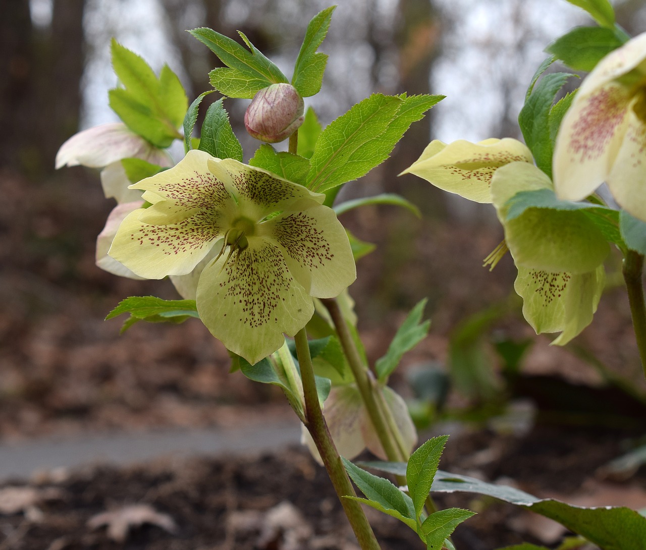 Image - white hellebore white lenten rose