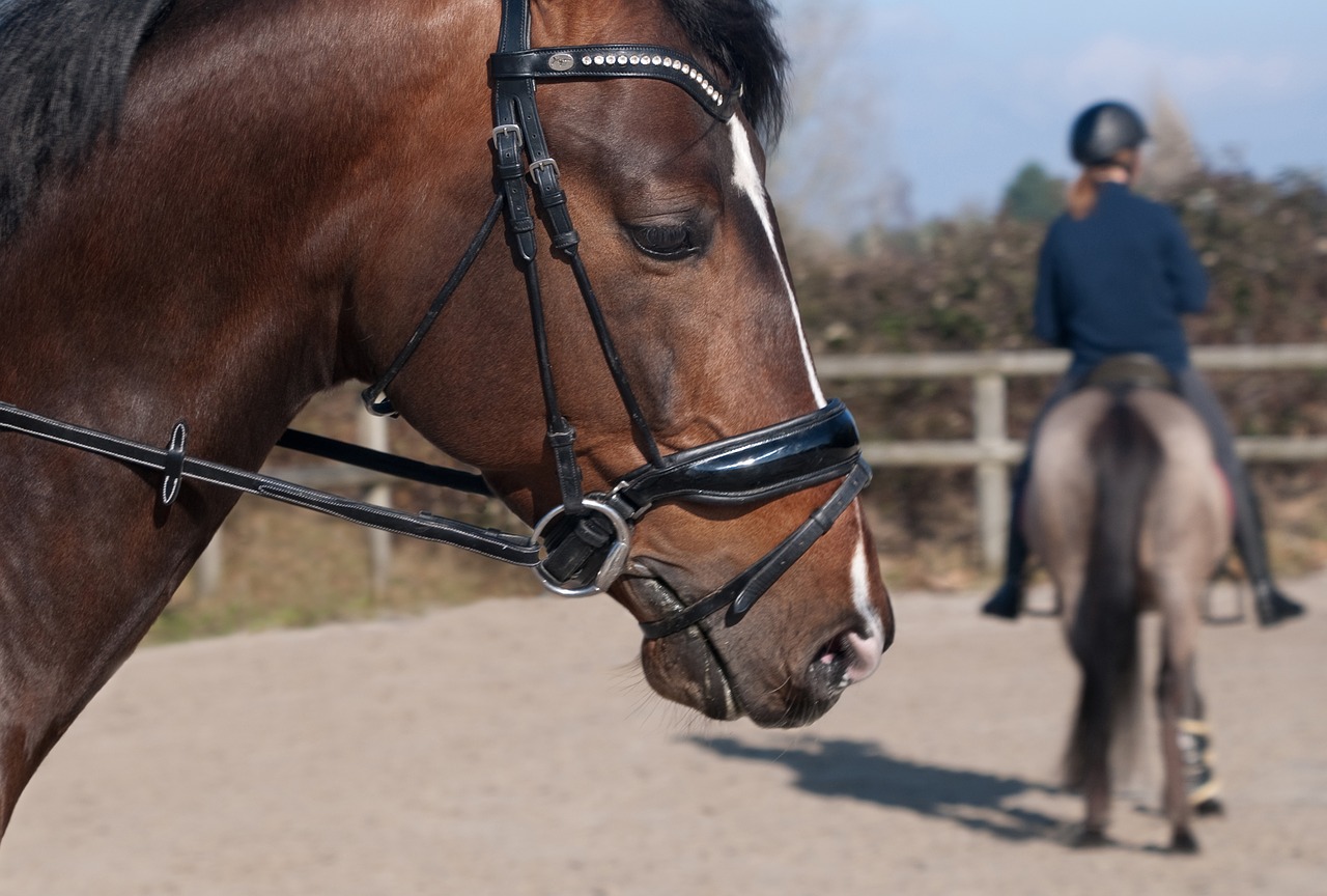 Image - horse head profile horseback riding