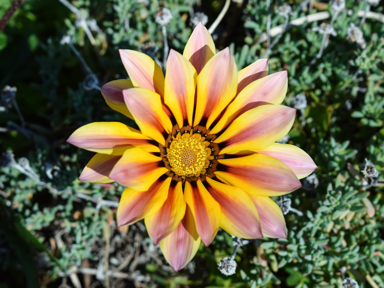 Image - gazania flower colorful nature