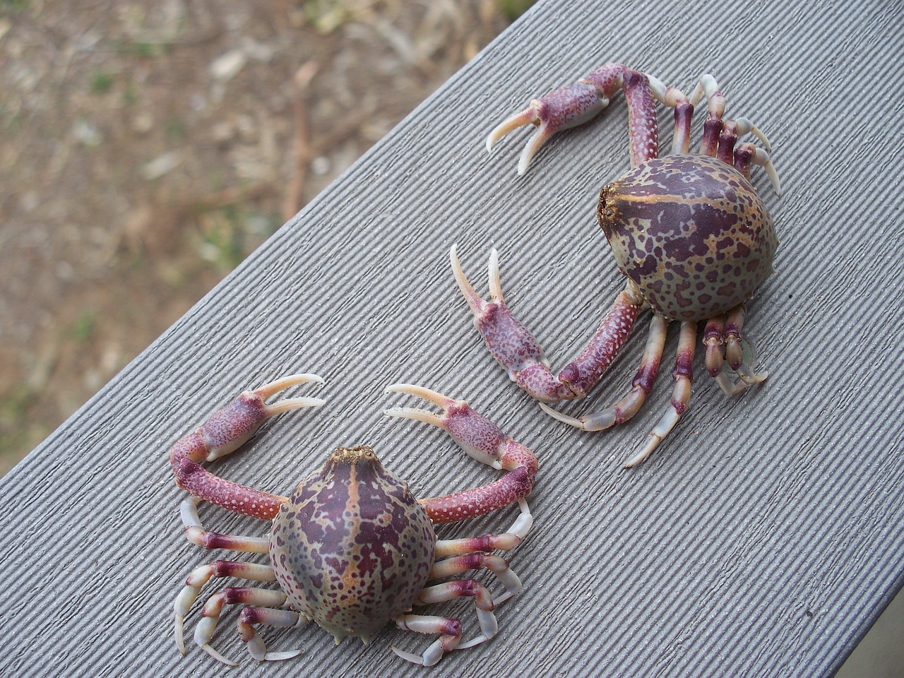Image - two crabs waiting