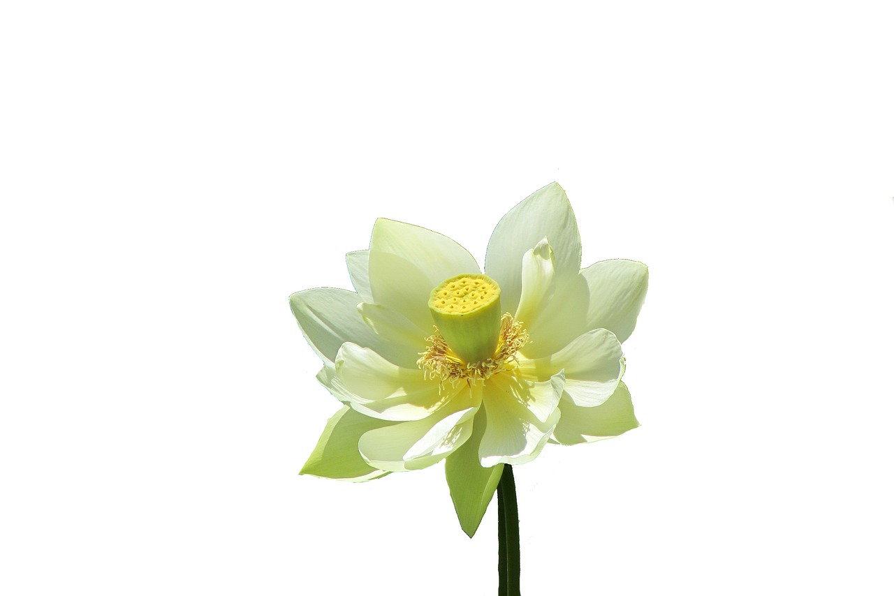 Image - flower pestle stamen flora nature