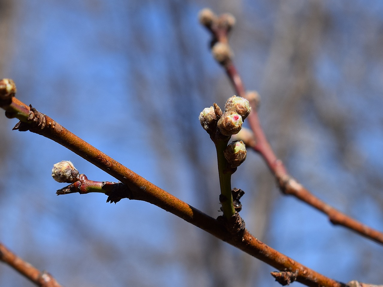 Image - peach blossom buds peach tree bud