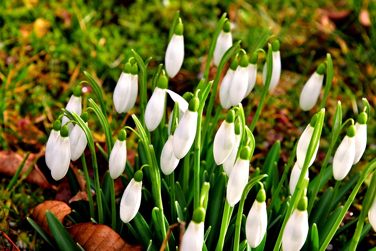 Image - first frühlingsboten snowdrop