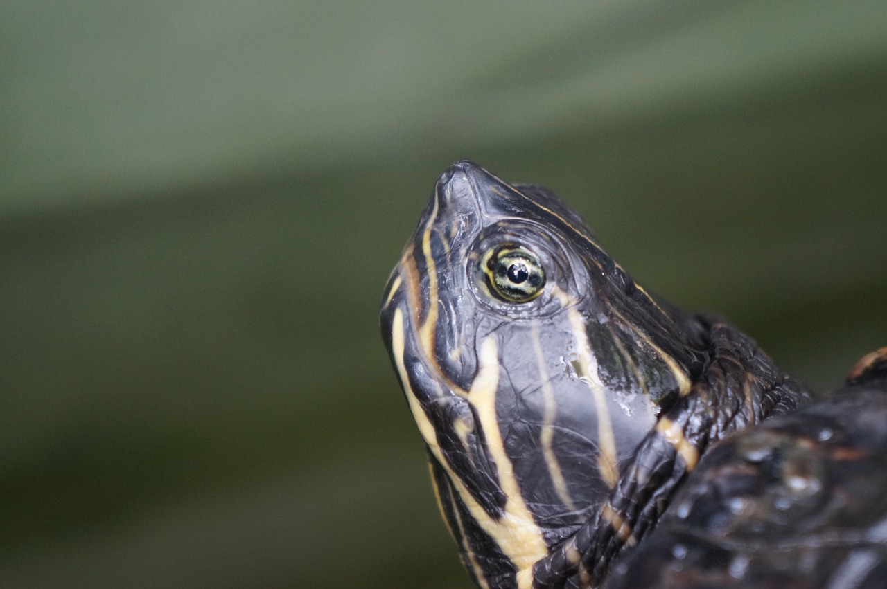 Image - turtle animal slowly eat reptile