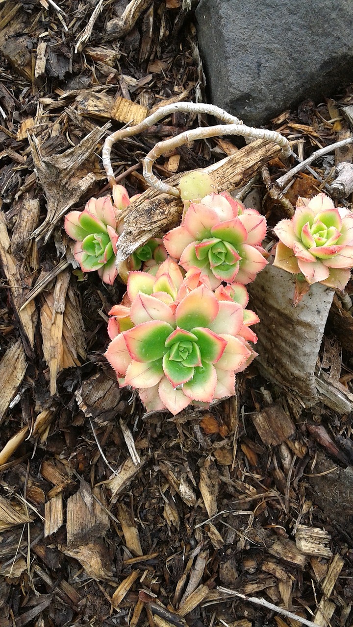 Image - hens and chicks flower succulents