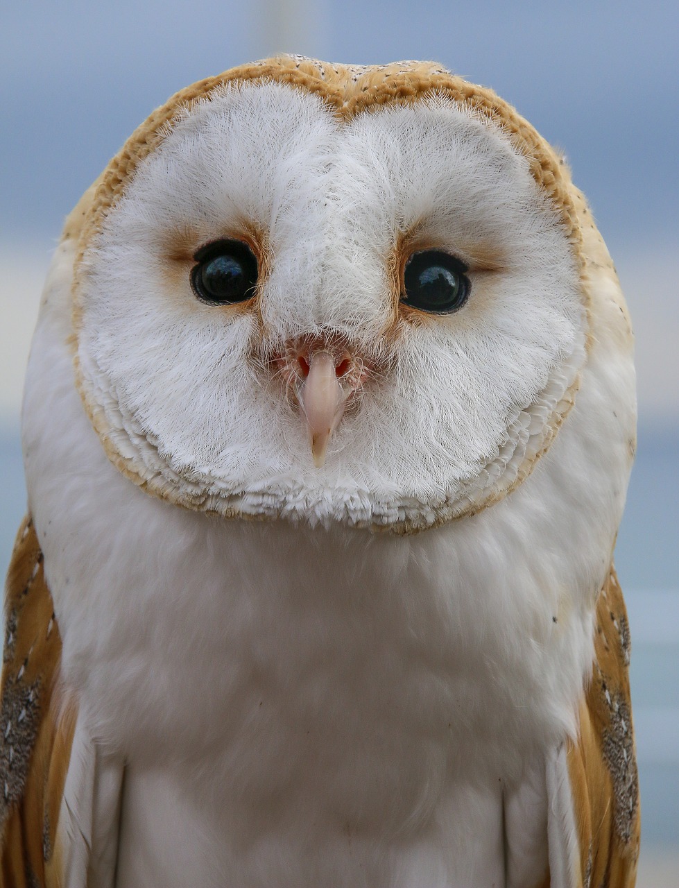 Image - ave bird of prey owl alert