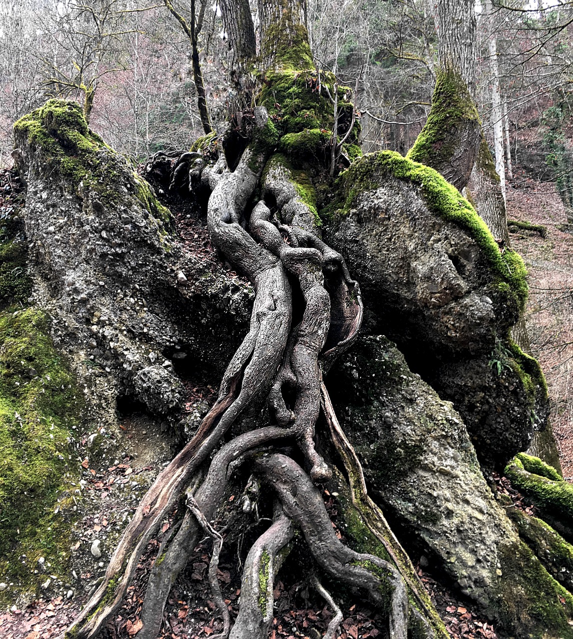 Image - tree root nature log green