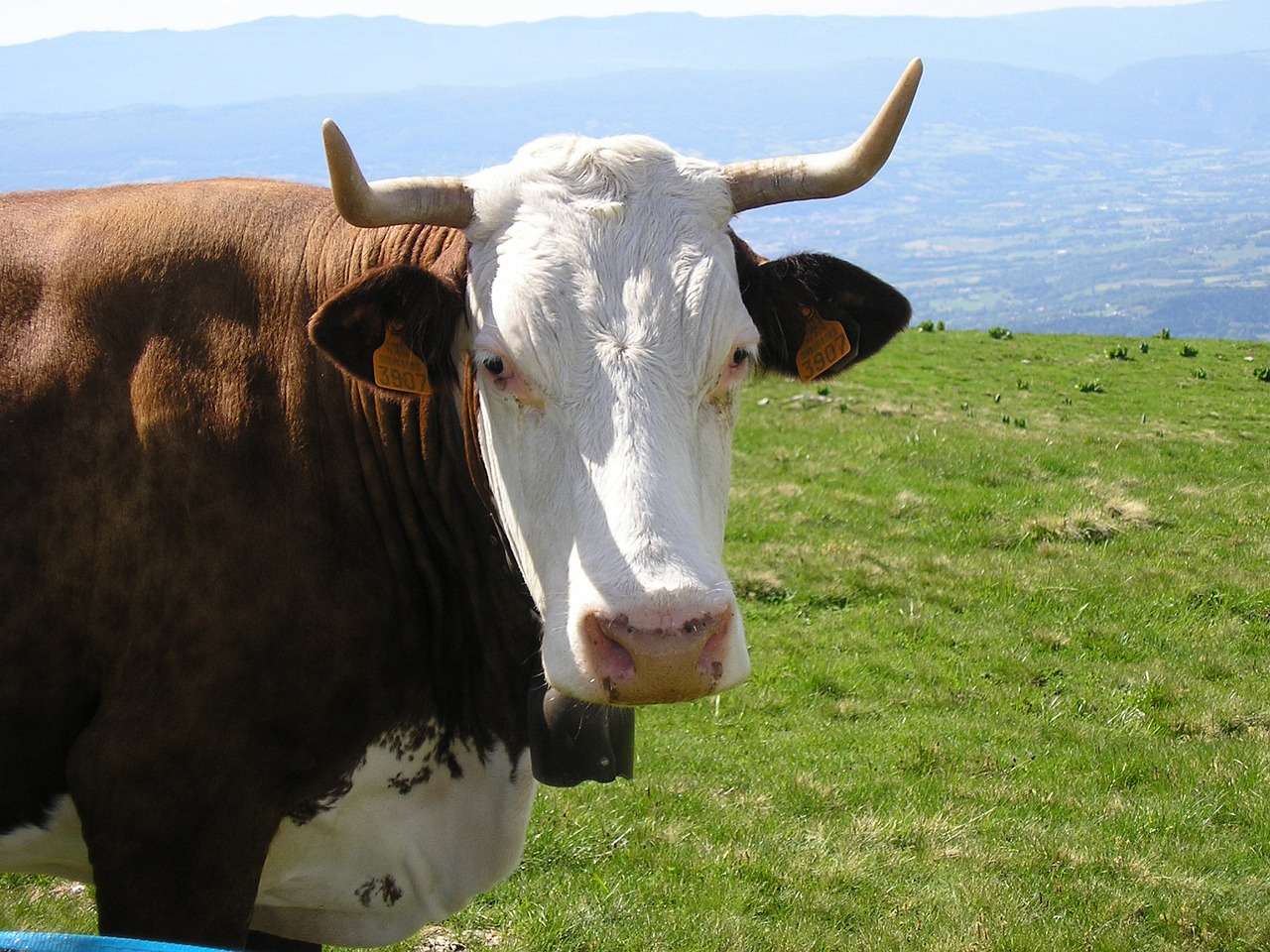 Image - cow haute savoie semnoz bell