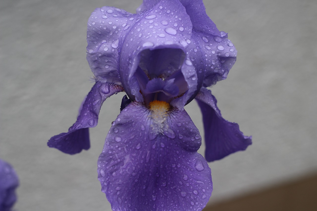 Image - lily drop of water flower foot