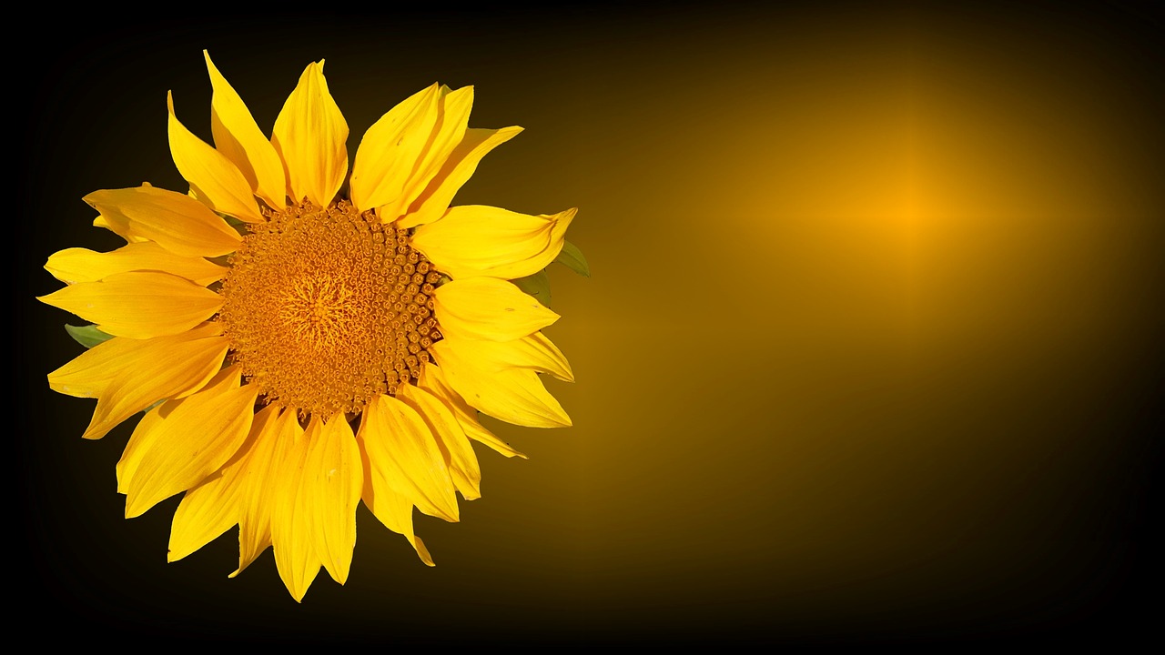 Image - sun flower trauerkarte mourning