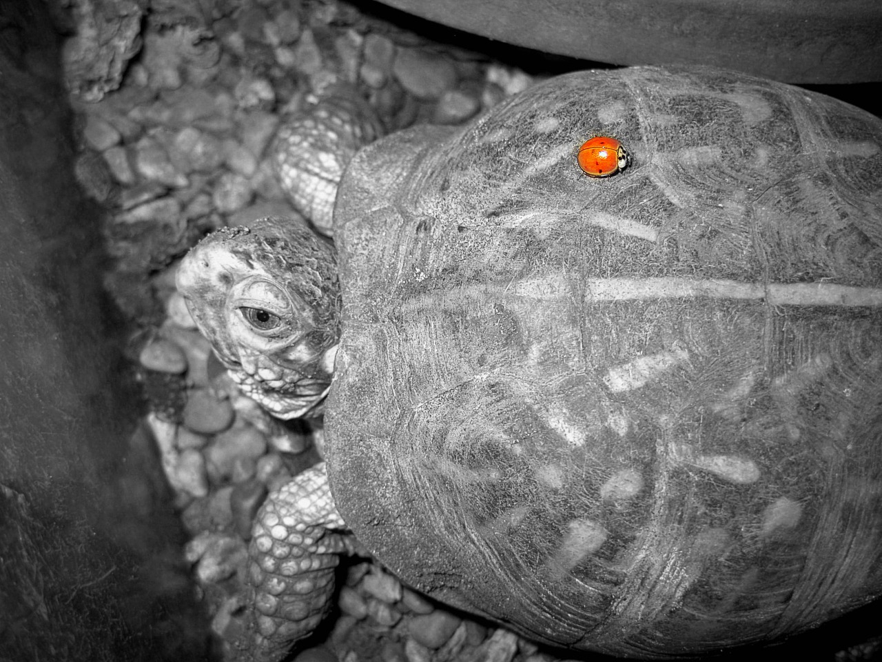 Image - turtle friends shell