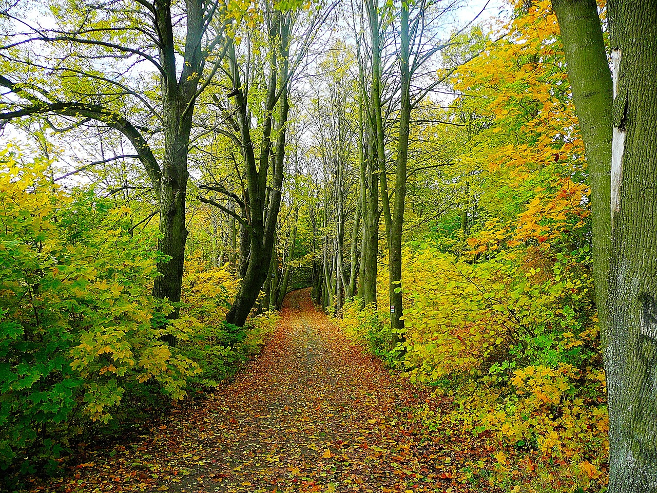 Image - road forest trees tree trip