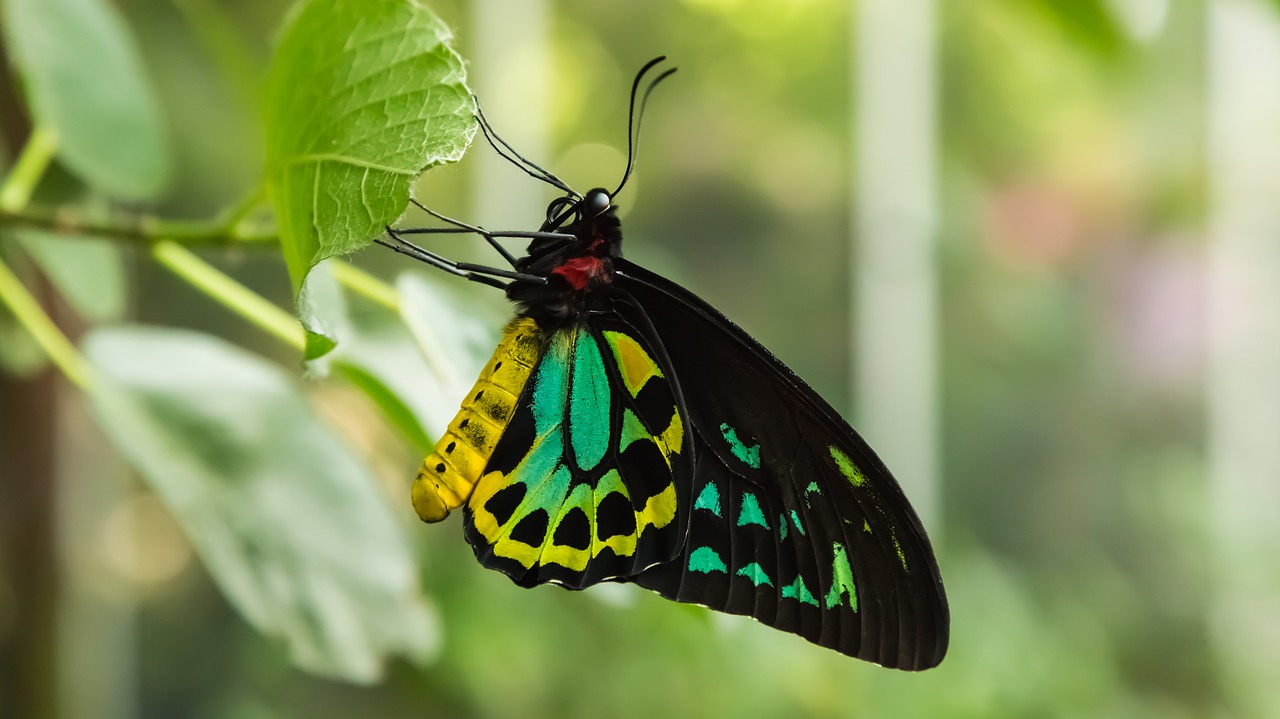 Image - butterfly zoo wildlife photography